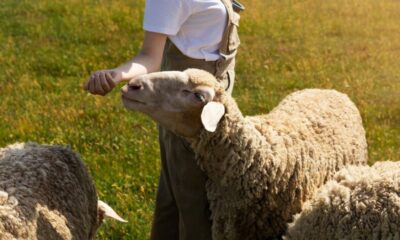 Suffolk Sheep Distinctive Markings