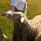 Suffolk Sheep Distinctive Markings